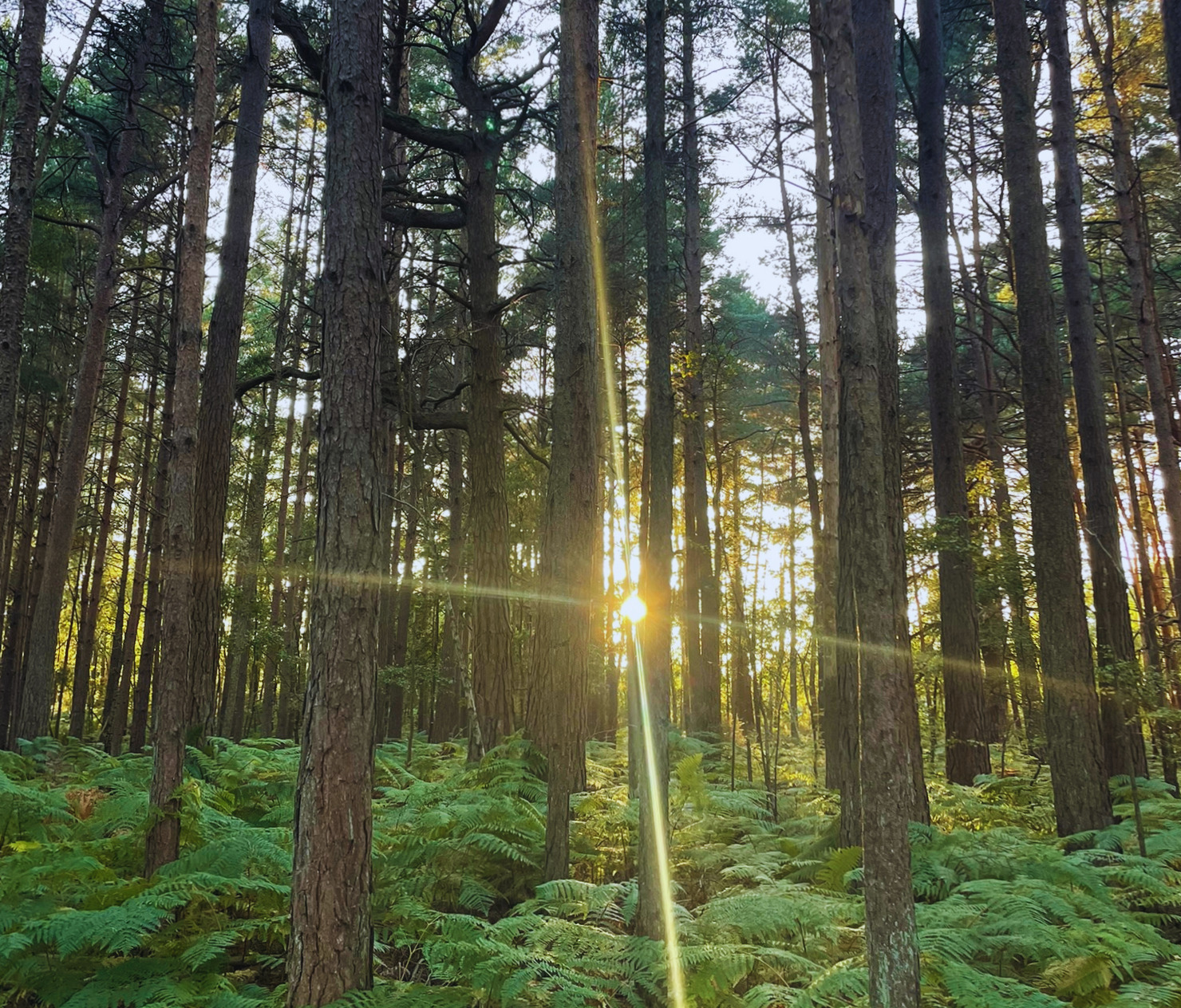 Forest Bathing